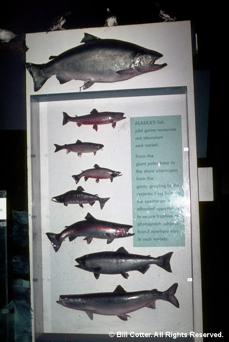 Fish display