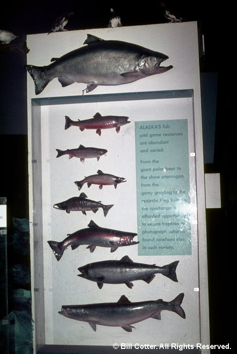 Fish display Fish display