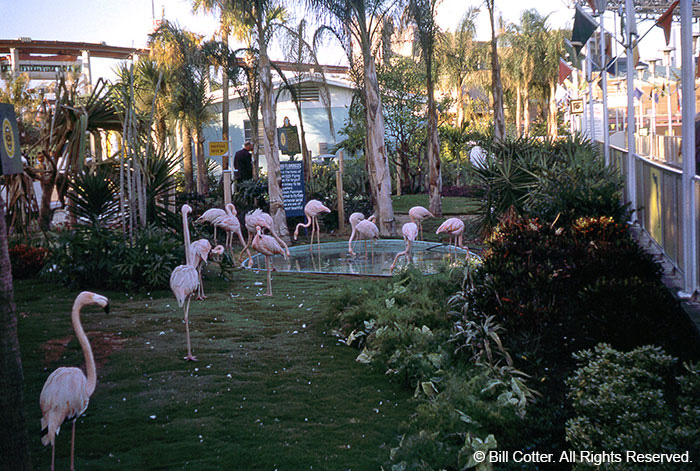 Flamingos