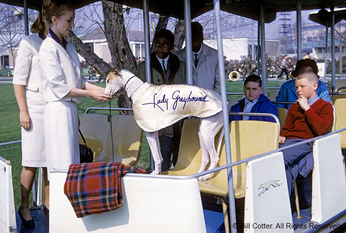 Lady Greyhound Lady Greyhound