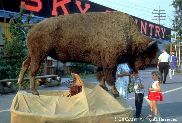 Montana - Stuffed buffalo