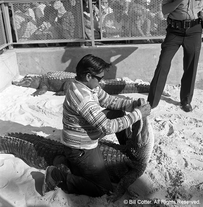 Alligator Alligator
