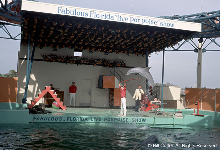 Porpoise Show Porpoise Show
