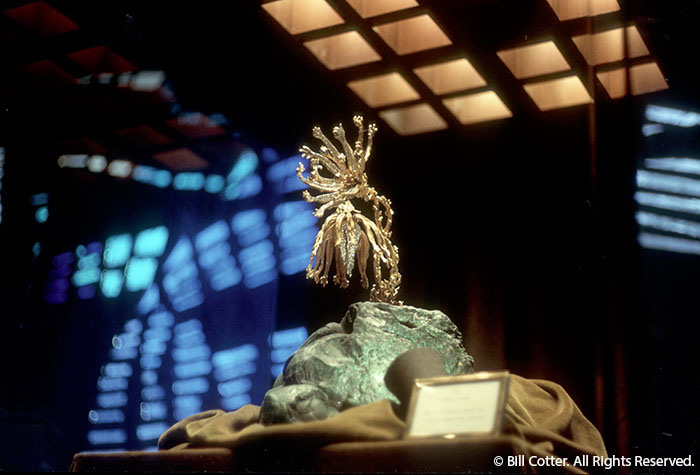 Dali's Living Flower Dali's Living Flower